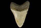 Fossil Megalodon Tooth - North Carolina #124664-2